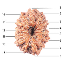 Load image into Gallery viewer, 14 mukhi Indonesian Rudraksha -  Bead No. 341
