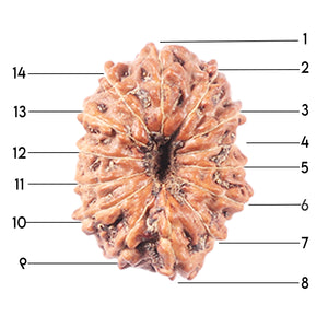 14 mukhi Indonesian Rudraksha -  Bead No. 341