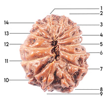 Load image into Gallery viewer, 14 mukhi Indonesian Rudraksha -  Bead No. 343
