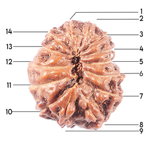 14 mukhi Indonesian Rudraksha -  Bead No. 343