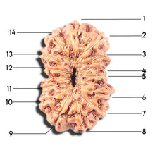 Load image into Gallery viewer, 14 mukhi Indonesian Rudraksha -  Bead No. 349
