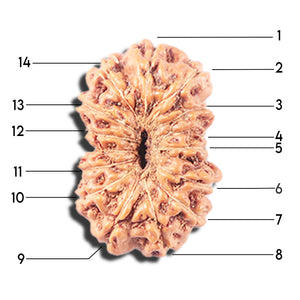 14 mukhi Indonesian Rudraksha -  Bead No. 349