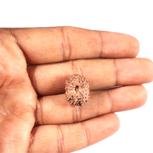 14 mukhi Indonesian Rudraksha -  Bead No. 334