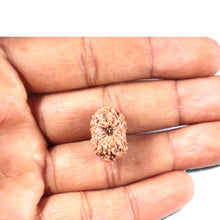 Load image into Gallery viewer, 14 mukhi Indonesian Rudraksha -  Bead No. 335
