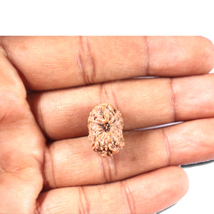 14 mukhi Indonesian Rudraksha -  Bead No. 335