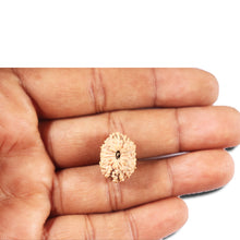 Load image into Gallery viewer, 14 mukhi Indonesian Rudraksha -  Bead No. 337
