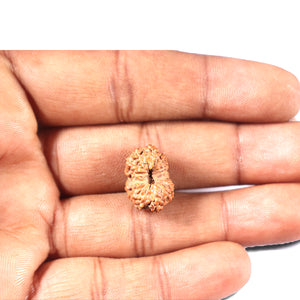 14 mukhi Indonesian Rudraksha -  Bead No. 338