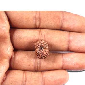 14 mukhi Indonesian Rudraksha -  Bead No. 339