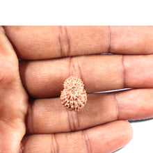 Load image into Gallery viewer, 14 mukhi Indonesian Rudraksha -  Bead No. 340
