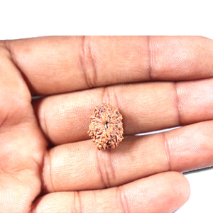 14 mukhi Indonesian Rudraksha -  Bead No. 341