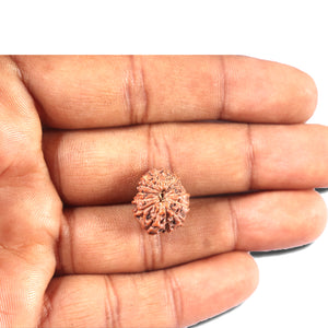 14 mukhi Indonesian Rudraksha -  Bead No. 343