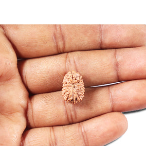 14 mukhi Indonesian Rudraksha -  Bead No. 344