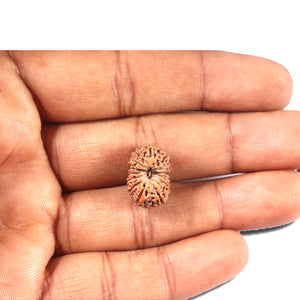 14 mukhi Indonesian Rudraksha -  Bead No. 342