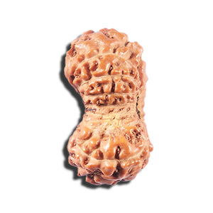 14 mukhi Indonesian Rudraksha -  Bead No. 333