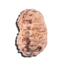 Load image into Gallery viewer, 14 mukhi Indonesian Rudraksha -  Bead No. 334
