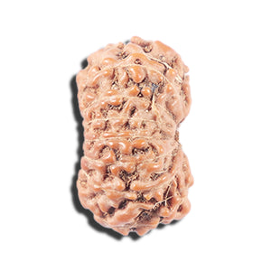 14 mukhi Indonesian Rudraksha -  Bead No. 335