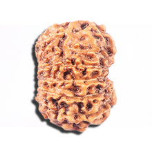 Load image into Gallery viewer, 14 mukhi Indonesian Rudraksha -  Bead No. 336
