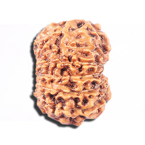 14 mukhi Indonesian Rudraksha -  Bead No. 336