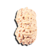 Load image into Gallery viewer, 14 mukhi Indonesian Rudraksha -  Bead No. 337
