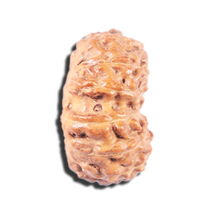 14 mukhi Indonesian Rudraksha -  Bead No. 338