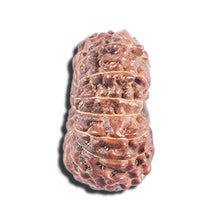 Load image into Gallery viewer, 14 mukhi Indonesian Rudraksha -  Bead No. 339
