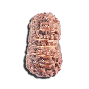 14 mukhi Indonesian Rudraksha -  Bead No. 339