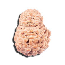 Load image into Gallery viewer, 14 mukhi Indonesian Rudraksha -  Bead No. 340
