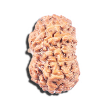 Load image into Gallery viewer, 14 mukhi Indonesian Rudraksha -  Bead No. 341
