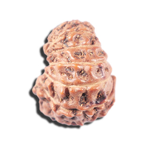 14 mukhi Indonesian Rudraksha -  Bead No. 343