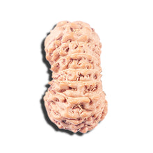 Load image into Gallery viewer, 14 mukhi Indonesian Rudraksha -  Bead No. 344
