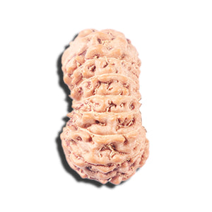 14 mukhi Indonesian Rudraksha -  Bead No. 344