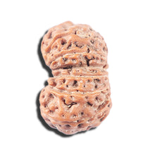 Load image into Gallery viewer, 14 mukhi Indonesian Rudraksha -  Bead No. 342
