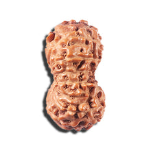 Load image into Gallery viewer, 14 mukhi Indonesian Rudraksha -  Bead No. 333
