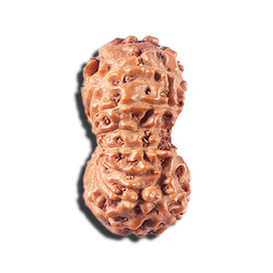 14 mukhi Indonesian Rudraksha -  Bead No. 333