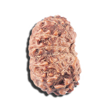 Load image into Gallery viewer, 14 mukhi Indonesian Rudraksha -  Bead No. 334
