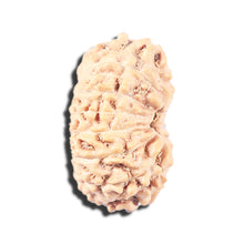 Load image into Gallery viewer, 14 mukhi Indonesian Rudraksha -  Bead No. 337
