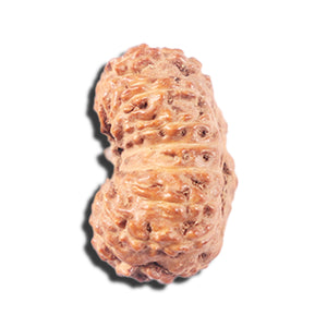 14 mukhi Indonesian Rudraksha -  Bead No. 338