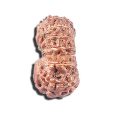 Load image into Gallery viewer, 14 mukhi Indonesian Rudraksha -  Bead No. 339
