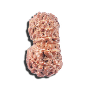 14 mukhi Indonesian Rudraksha -  Bead No. 339