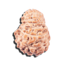 Load image into Gallery viewer, 14 mukhi Indonesian Rudraksha -  Bead No. 340
