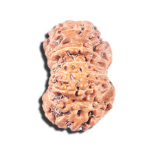 Load image into Gallery viewer, 14 mukhi Indonesian Rudraksha -  Bead No. 341
