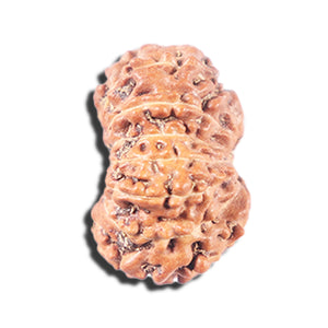 14 mukhi Indonesian Rudraksha -  Bead No. 341