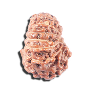 14 mukhi Indonesian Rudraksha -  Bead No. 343