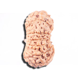 14 mukhi Indonesian Rudraksha -  Bead No. 344