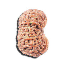 Load image into Gallery viewer, 14 mukhi Indonesian Rudraksha -  Bead No. 342
