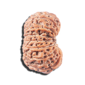 14 mukhi Indonesian Rudraksha -  Bead No. 342