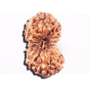 14 mukhi Indonesian Rudraksha -  Bead No. 333