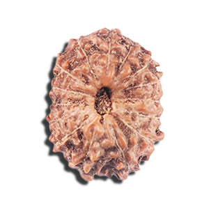 14 mukhi Indonesian Rudraksha -  Bead No. 334