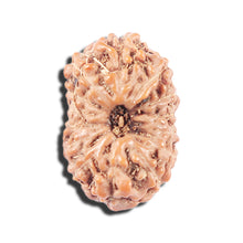 Load image into Gallery viewer, 14 mukhi Indonesian Rudraksha -  Bead No. 335
