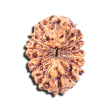 Load image into Gallery viewer, 14 mukhi Indonesian Rudraksha -  Bead No. 336
